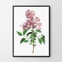 Plakat obraz lila vintage A3 29.7x42.0cm