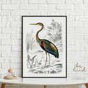 Ptak vintage - plakat 50x70 cm