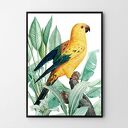 Plakat obraz złota papuga 50x70 cm B2