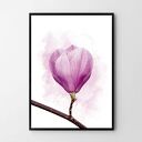 Plakat obraz Magnolia 50x70 cm B2