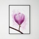 Plakat obraz magnolia 50x70 cm B2