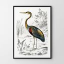 Plakat vintage z ptakiem 30x40 cm - Hogstudio