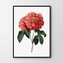 Plakat obraz czerwona róża B2 - 50x70 cm