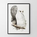 Plakat Biała Sówka 30x40 cm - dekoracja z motywem sowy