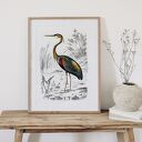 Ptak vintage - plakat 50x70 cm