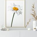 Zestaw 2 plakatów Stokrotki 30x40 cm na białym tle