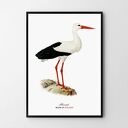 Plakat obraz bociek 50x70 cm B2