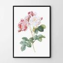 Plakat obraz róża 50x70 cm B2