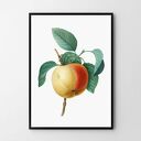 Plakat Jabłko 50x70 cm B2