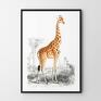 plakaty: Plakat Żyrafa vintage - format 40x50 cm - ze zwierzęciem