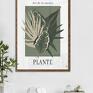 białe plakaty plakat liść zestaw plakatów botanicznych - 50x70 cm (gc 21 - 1152) do salonu