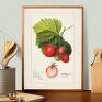 zestaw plakatów 30x40 cm, letnie owoce (set11) plakaty do kuchni tryptyk na ścianę
