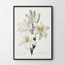 plakaty: White Flowers - 50x70 cm - rysunek plakat