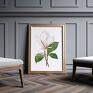 mangolia kwiat plakat obraz vintage magnolia 50x70 cm B2 róż