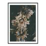 plakaty: Plakat botaniczny Dried Flowers - kwiaty