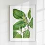 botanicznych - 40x50 cm - retro zestaw plakatów