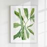 plakaty: zestaw plakatów botanicznych - 40x50 cm - retro z liśćmi (flow 09) plakat natura