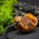 Wisiorek "Bursztynowy ślimak" - żywioł ognia i bursztynowego światła
