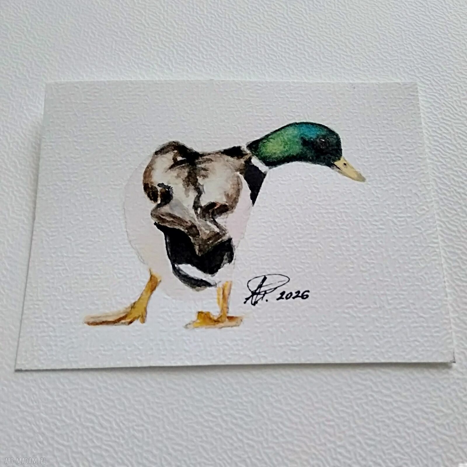 Kaczor 2. Miniatura akwarelowa
