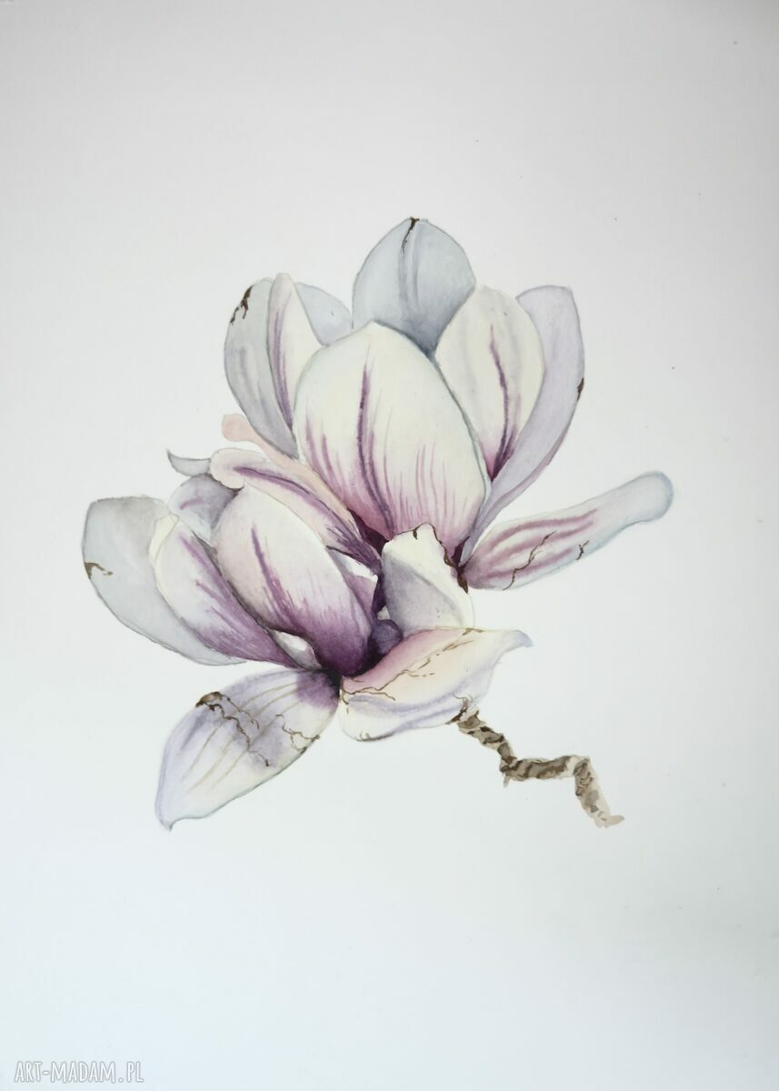 Akwarela A4 Magnolia