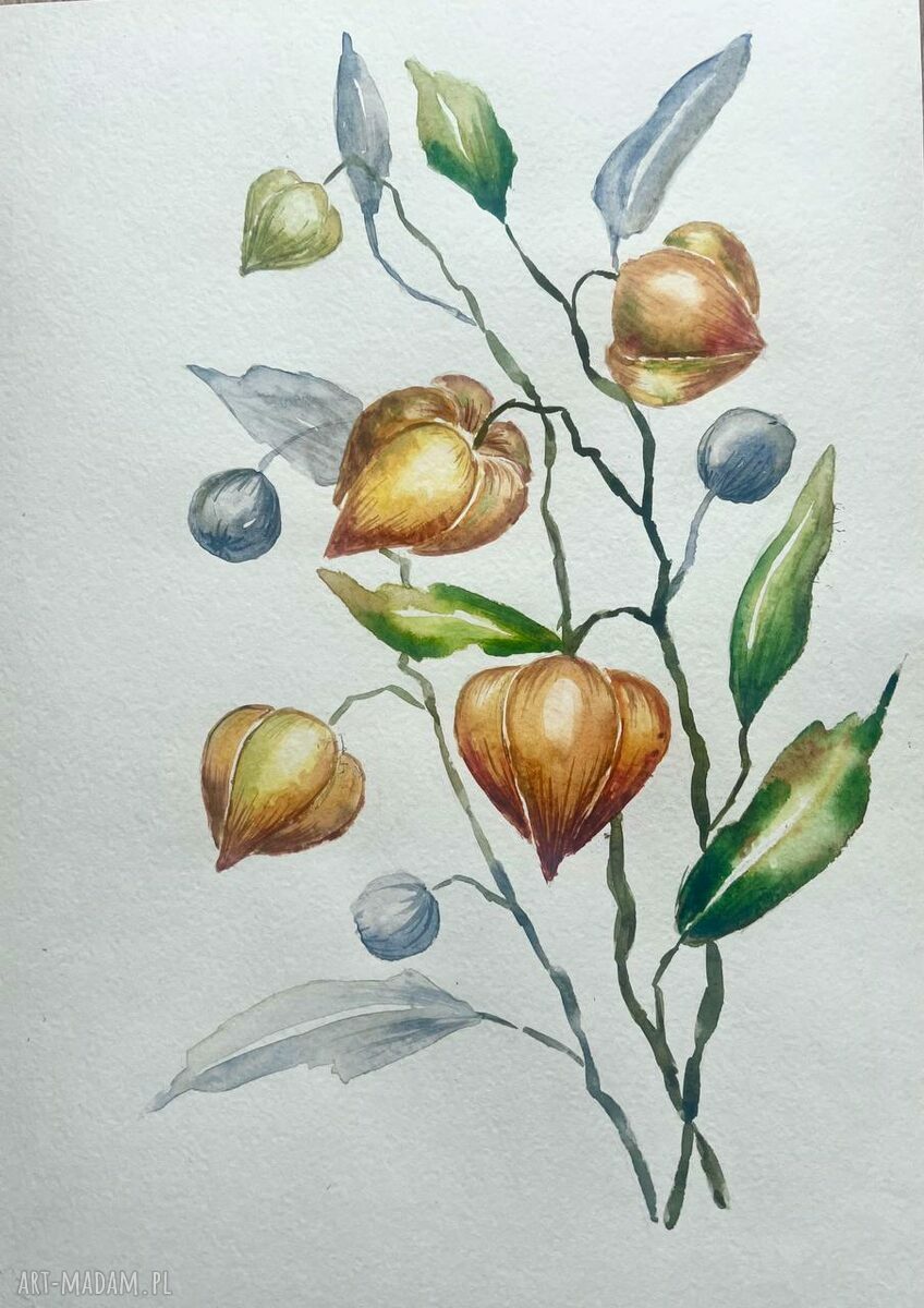 Akwarela A4 Physalis - botanika jesień (bez ramy)