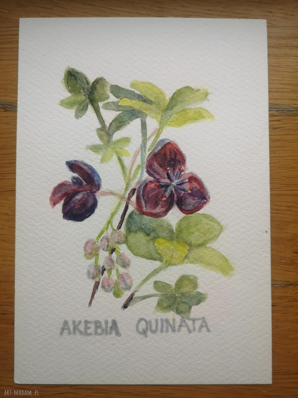 Akebia pięciolistkowa - ręcznie malowana akwarela w passpartout