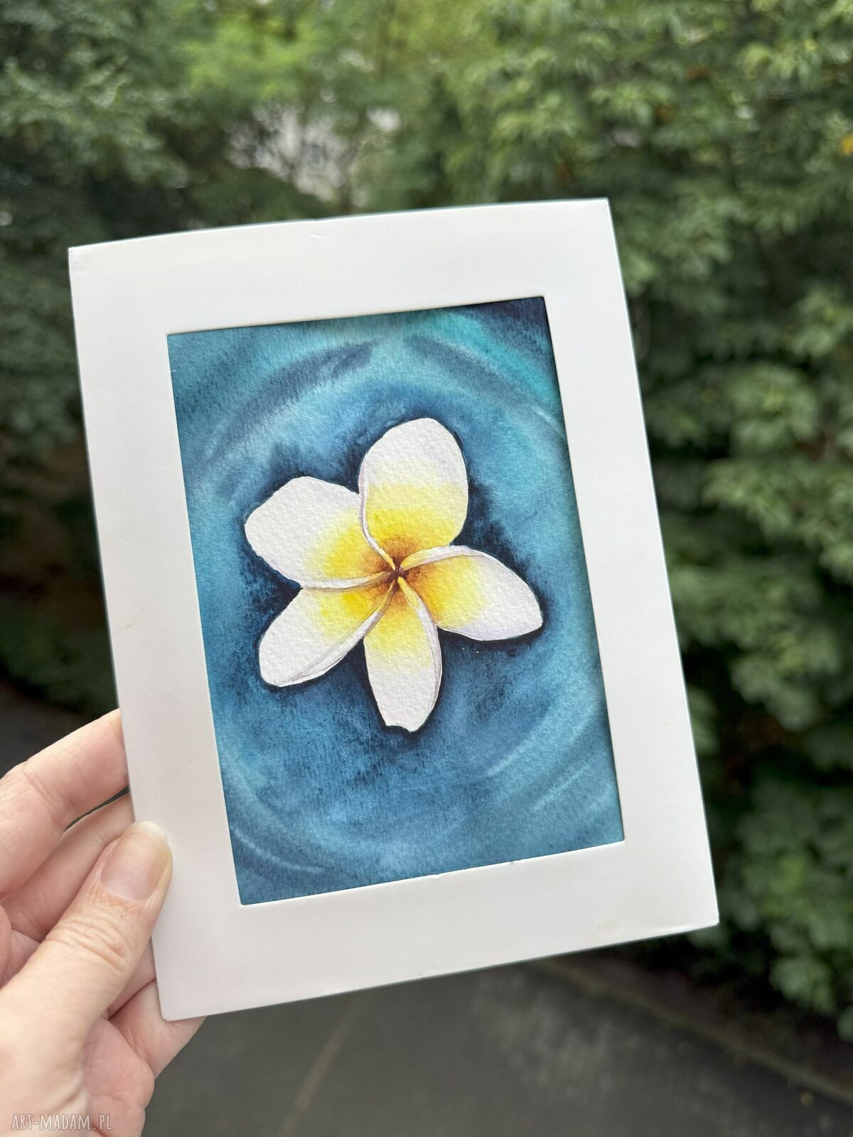 Akwarela A5 Kwiat Frangipani na Wodzie