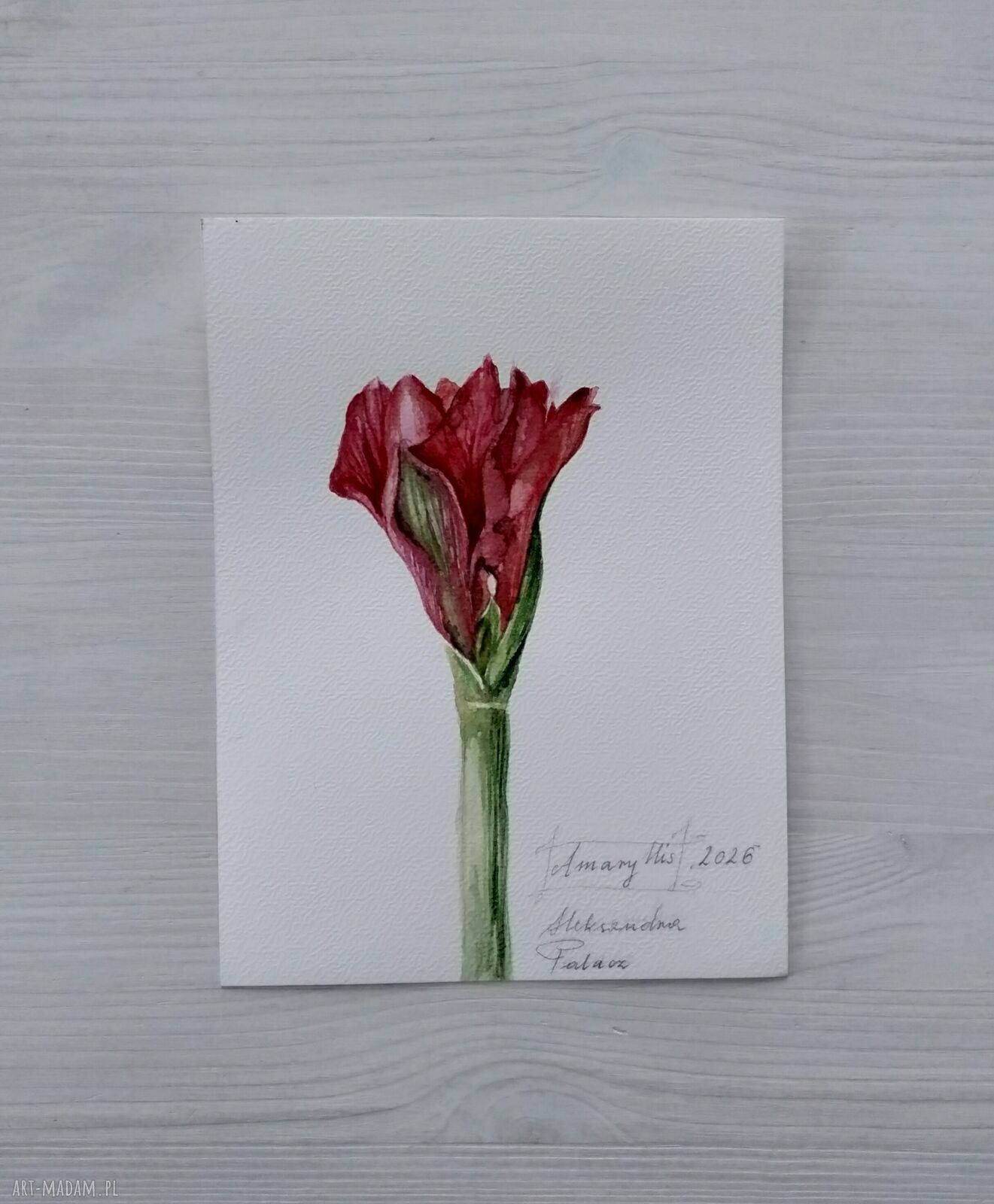 Amarylis - akwarela botaniczna Lhotse Design (15,7x21 cm)