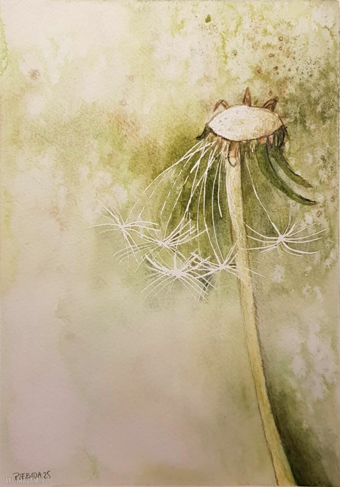 Akwarela „Dmuchawiec” - ręcznie malowana, 25x18 cm