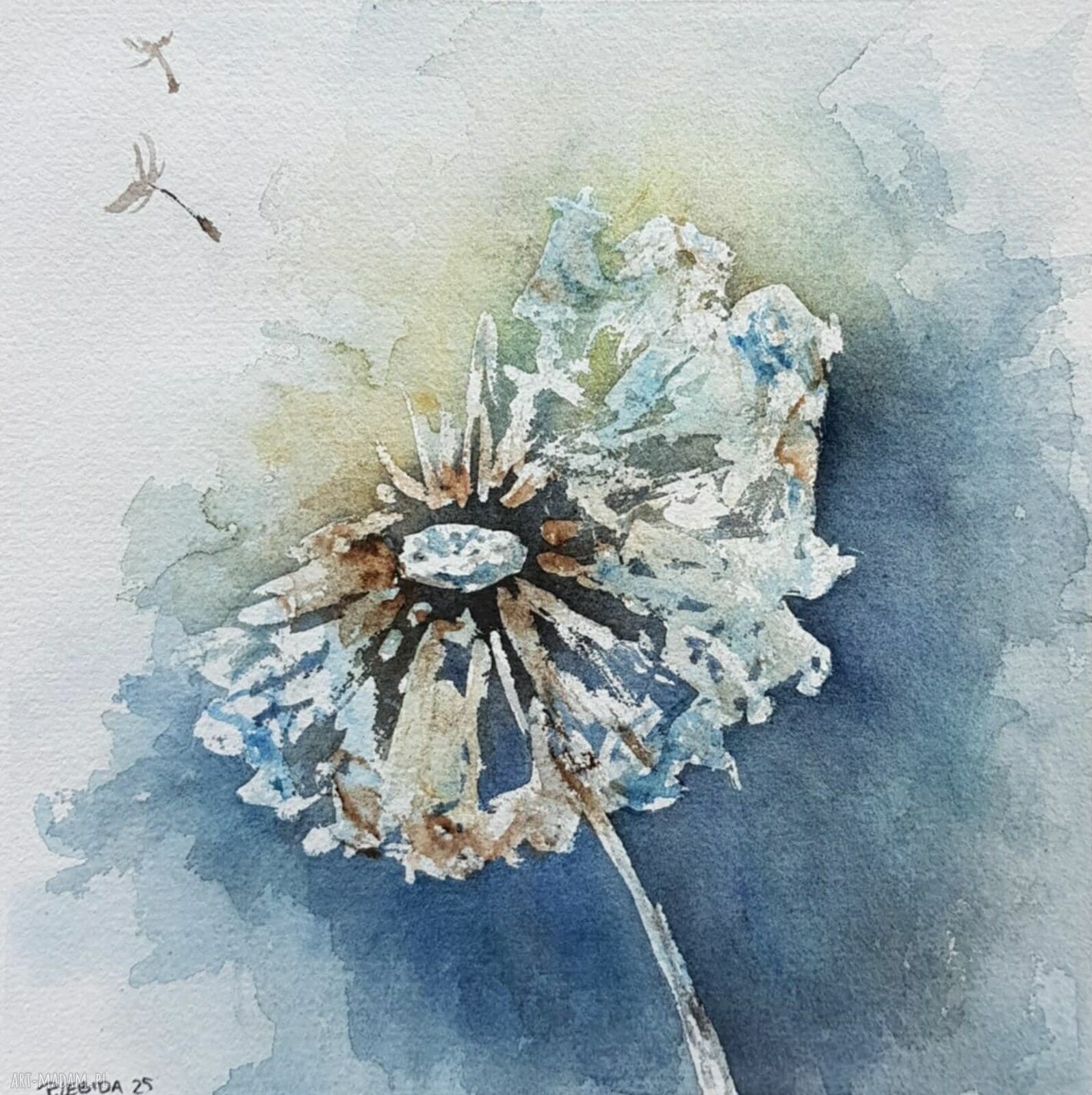 Akwarela Dmuchawiec 20x20 cm - oryginalny obraz bez oprawy