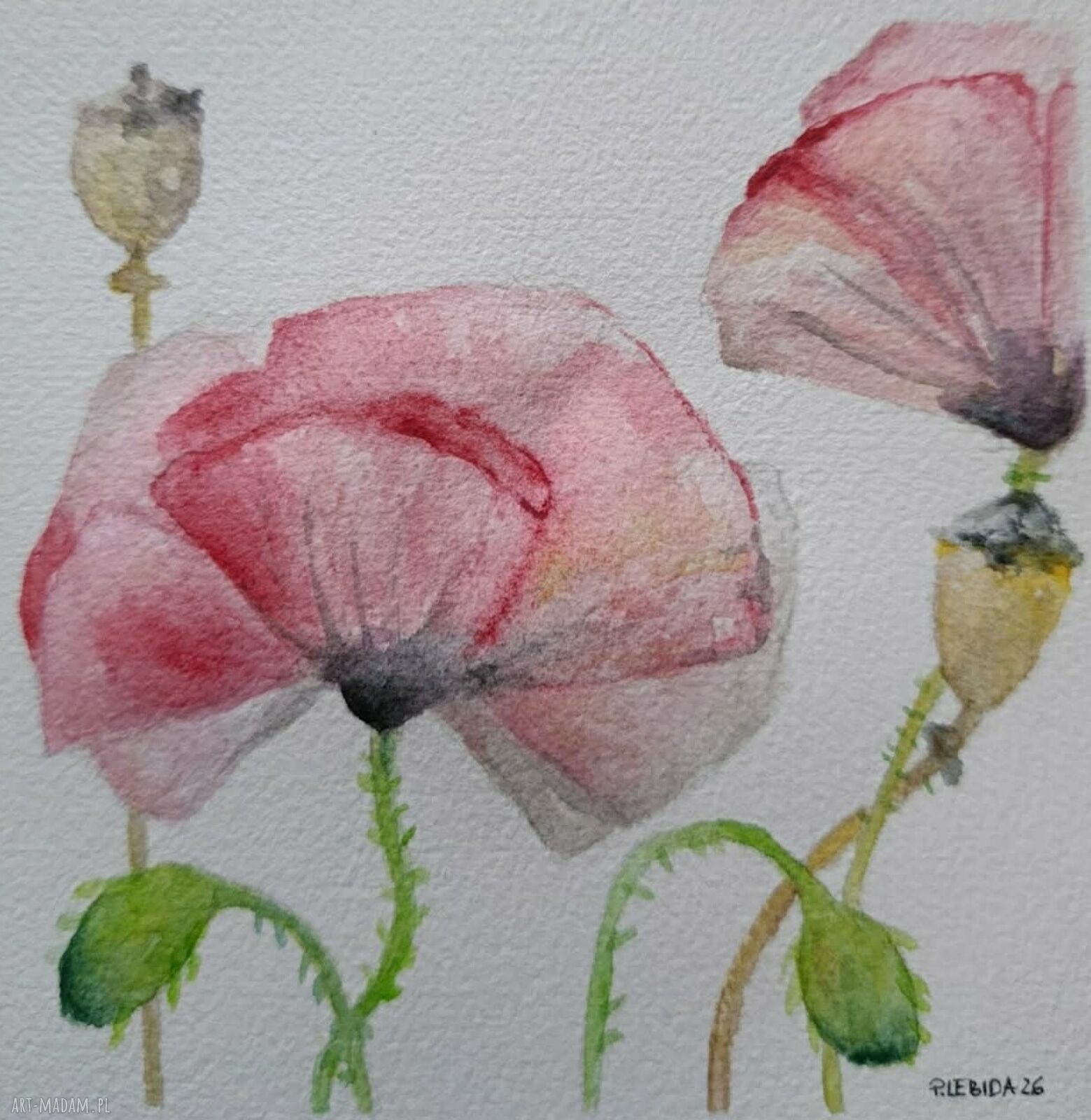 Kwiaty - akwarela 15x15 cm Paulina Lebida (sygnowana, bez ramy)