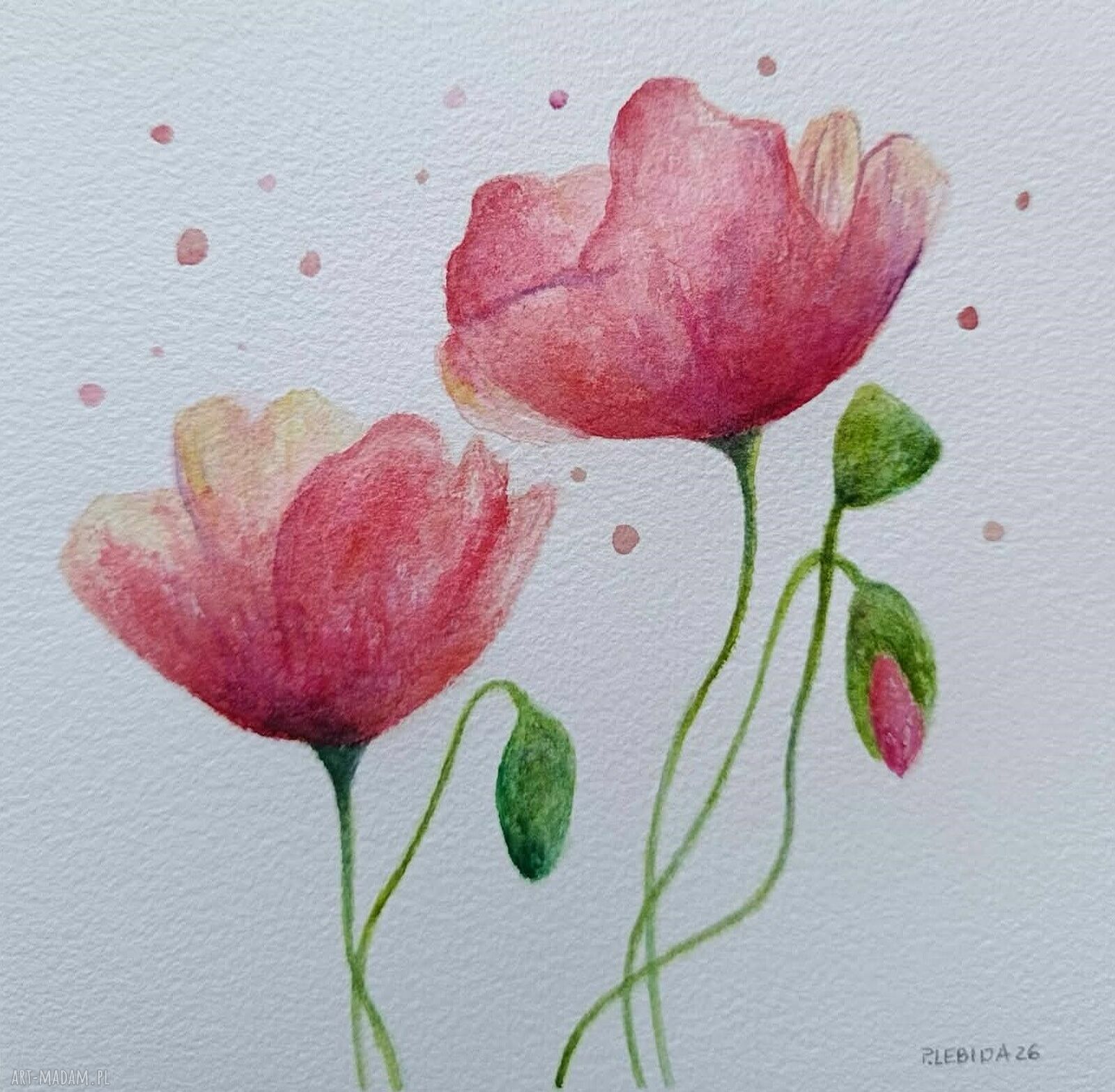 Maki - ręcznie malowana akwarela 20 x 20 cm