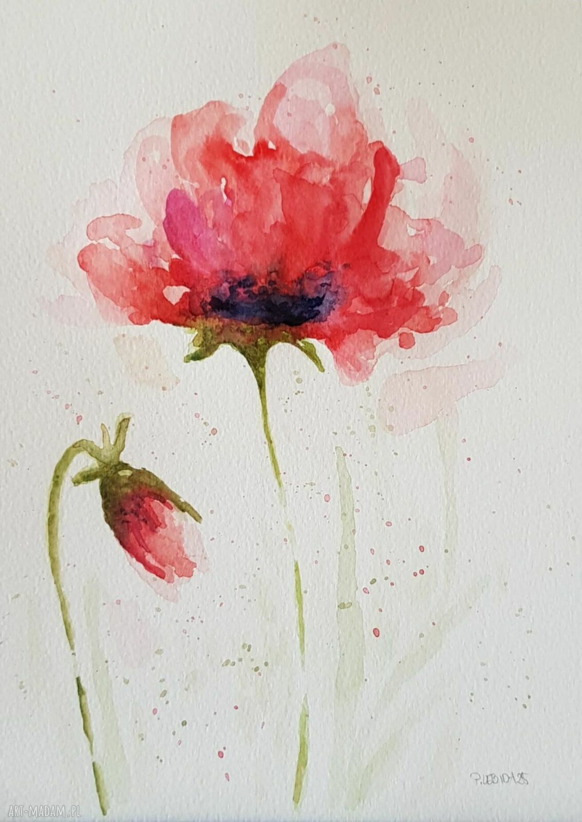Maki - akwarela na papierze 25x18 cm (sygnowana)