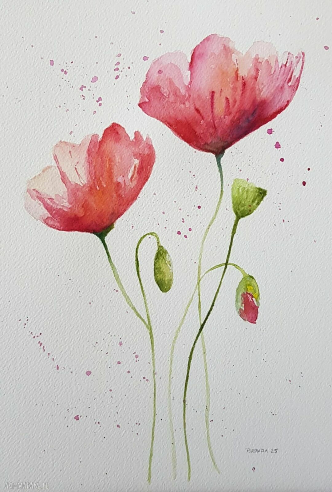 Maki - akwarela w formacie A4 (oryginalny obraz)