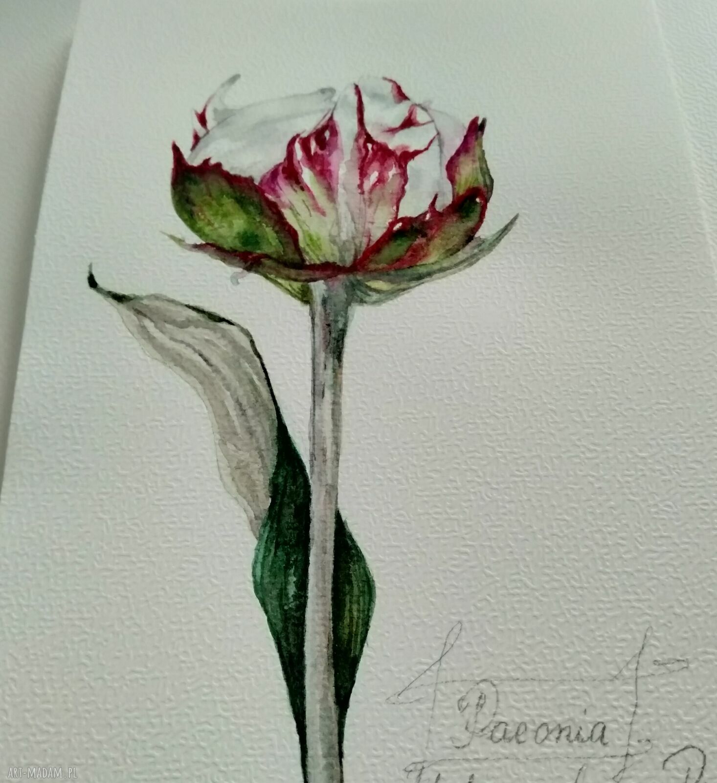 Piwonia. Akwarela botaniczna - obraz 15 x 21 cm
