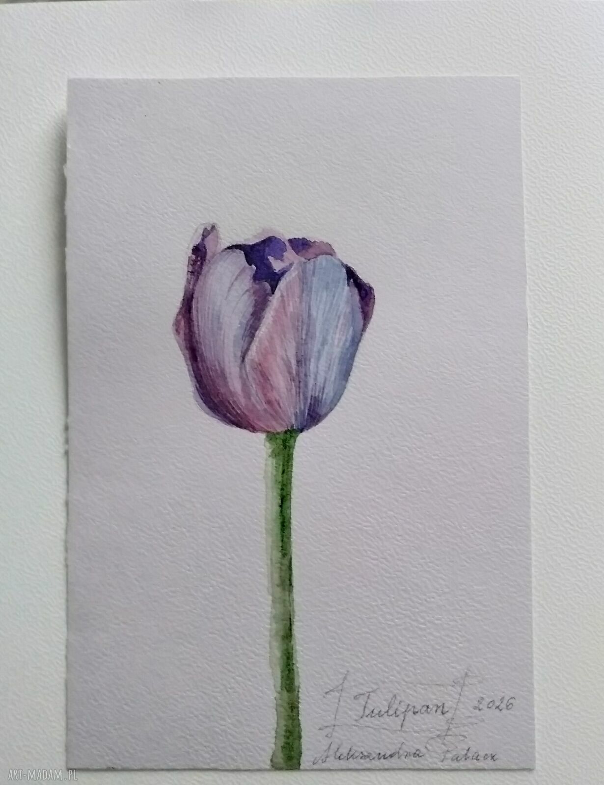 Tulipan - akwarela botaniczna (15 x 22,5 cm)