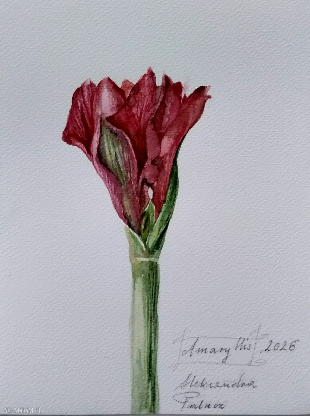 Amarylis - akwarela botaniczna Lhotse Design 15,7x21 cm