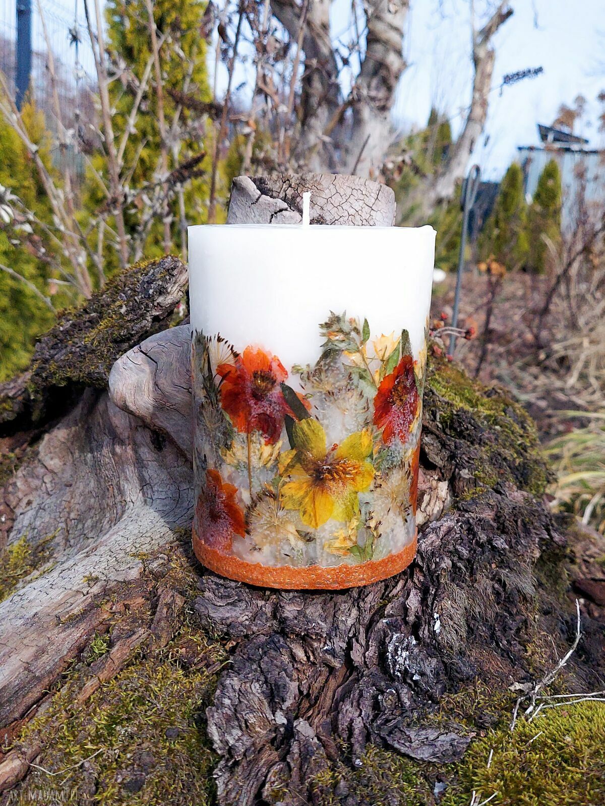 Bezzapachowa świeca botaniczna z wosku sojowego z suszonymi kosmosami