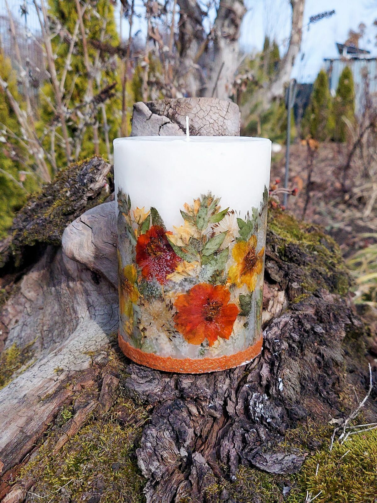 Bezzapachowa świeca botaniczna z wosku sojowego z suszonymi kosmosami