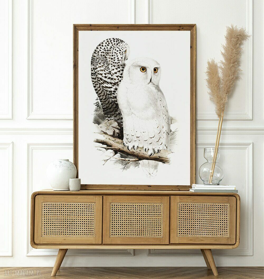 Biała sówka - plakat 40x50 cm Hogstudio