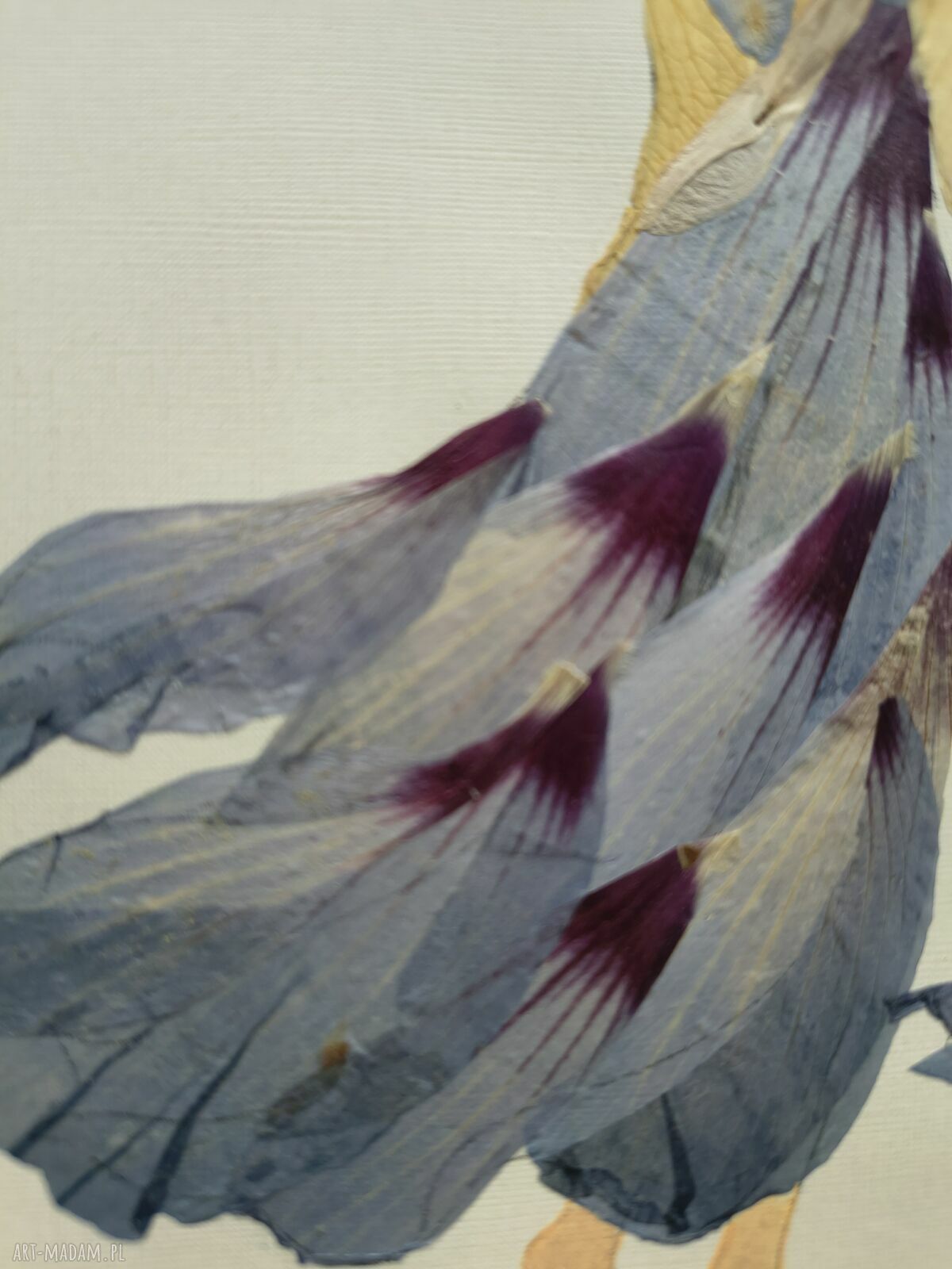 Blue Wind - obraz botaniczny z prawdziwych suszonych kwiatów