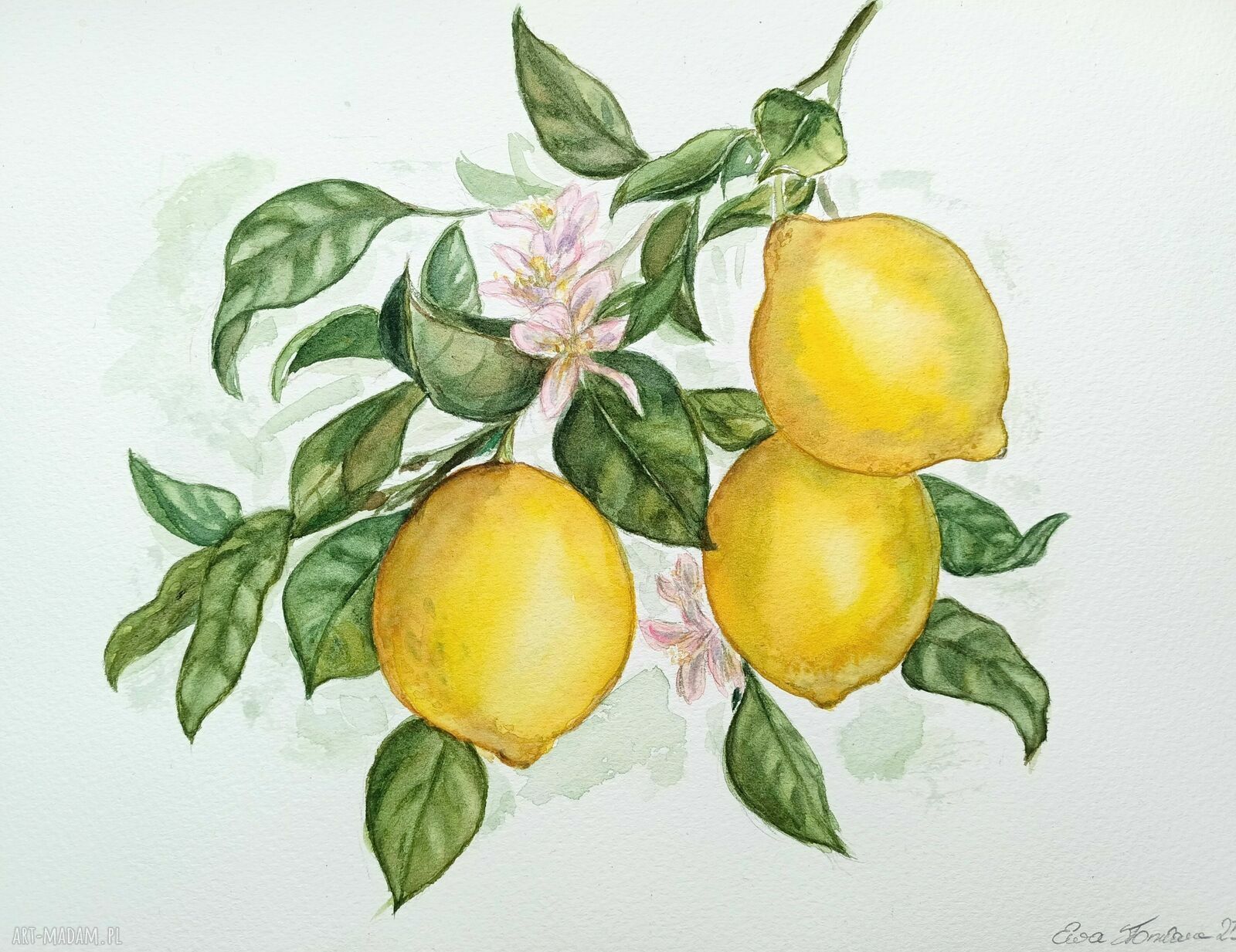 Cytryny - akwarelowy obraz do kuchni 23x31 cm