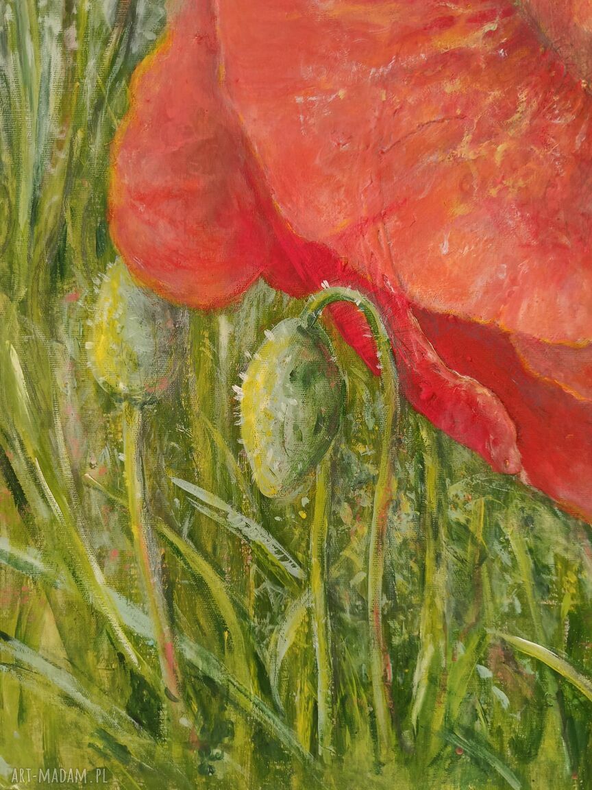 Czerwony polny mak - duży obraz akryl 80x80 cm