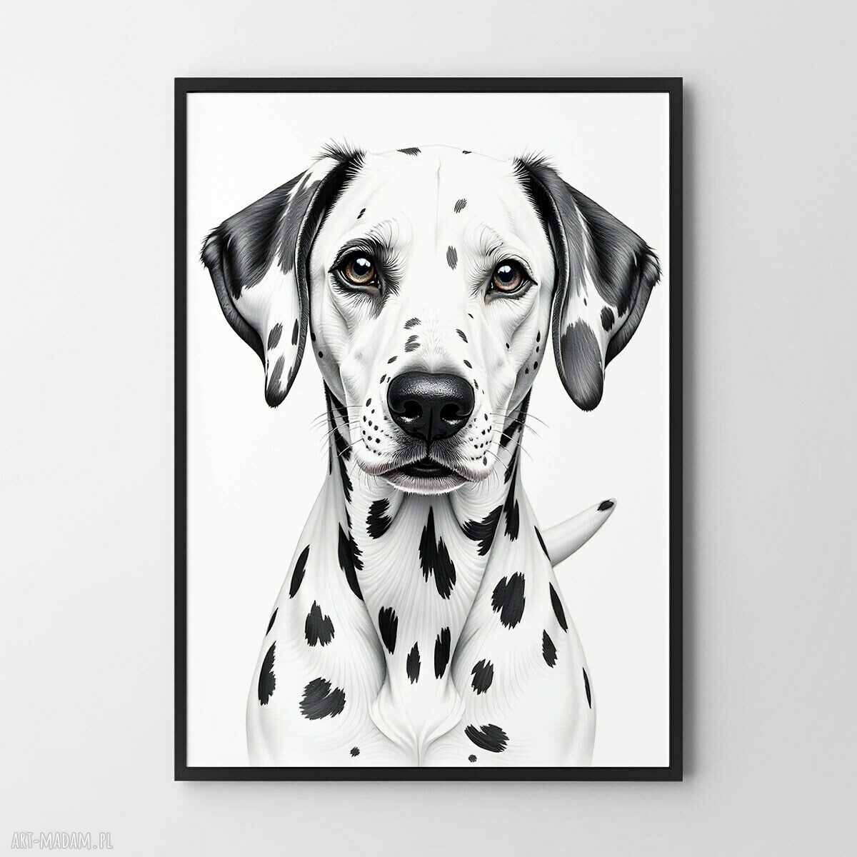 Plakat Dalmatyńczyk 61x91 cm - duży pies w ilustracji