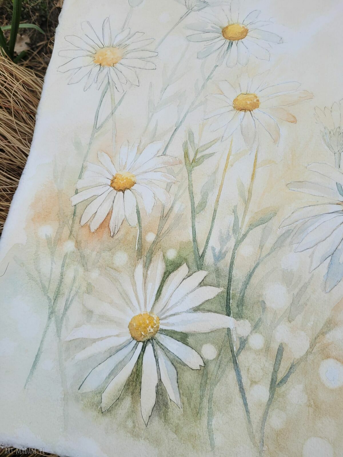 Delikatność natury - akwarela z rumiankami w passe-partout 40x50cm