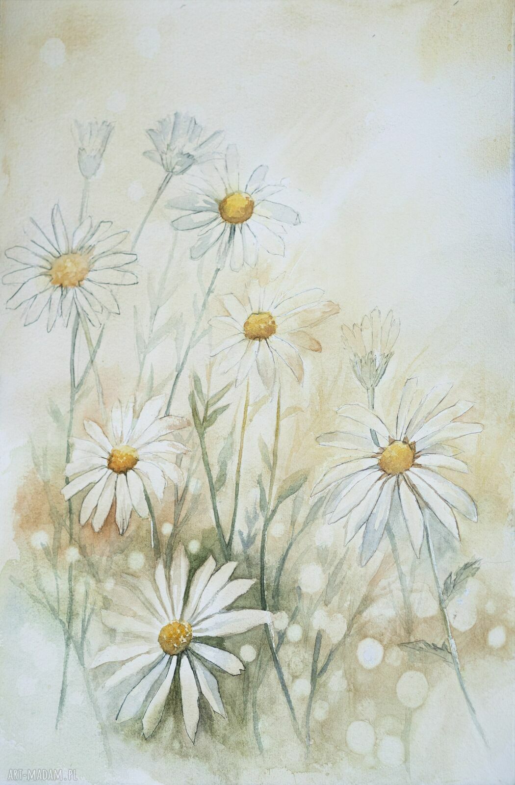 Delikatność natury - akwarela z rumiankami w passe-partout 40x50cm