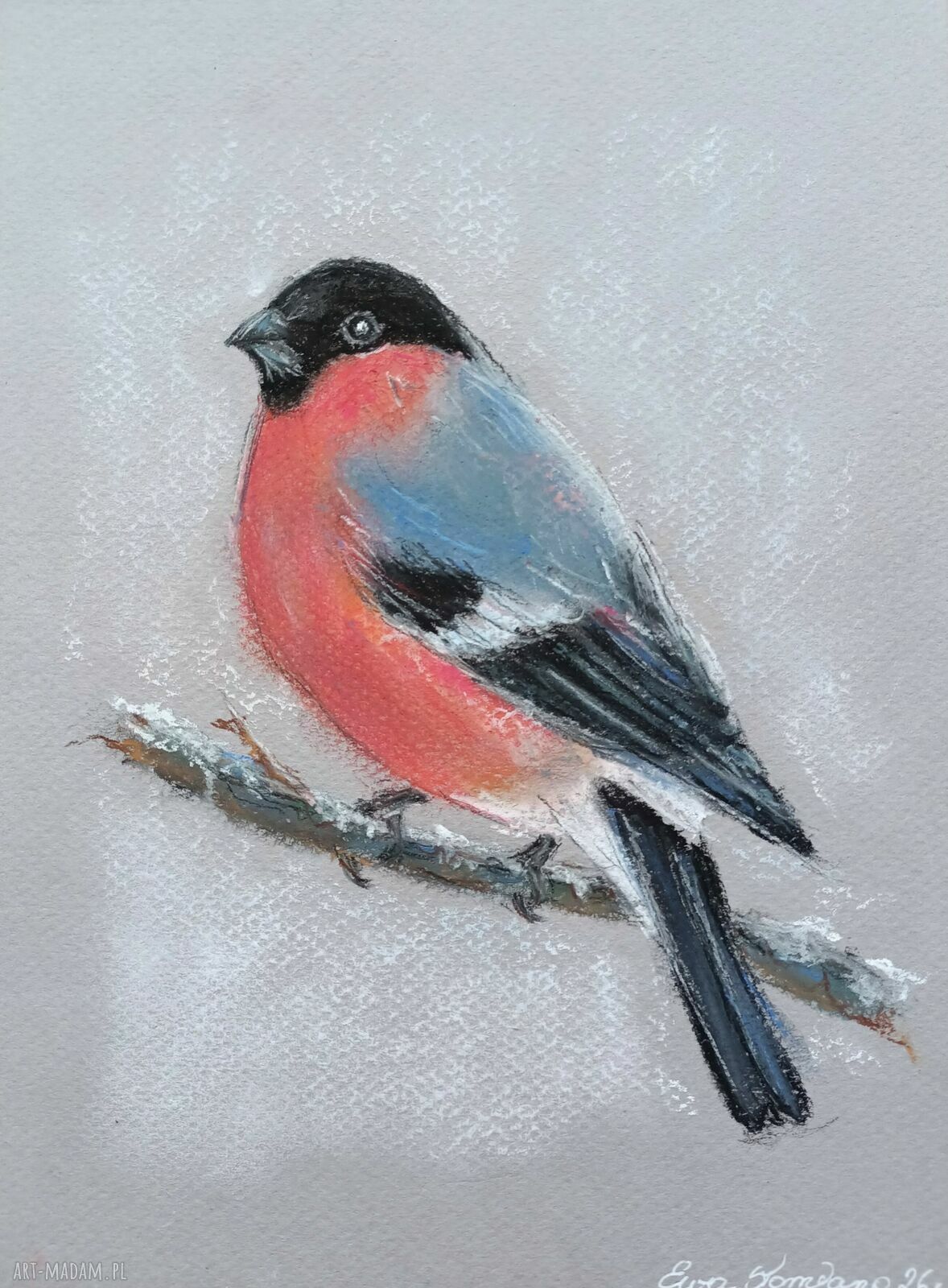 Gil w pastelach suchych - ręcznie rysowany obraz gila 17x24 cm