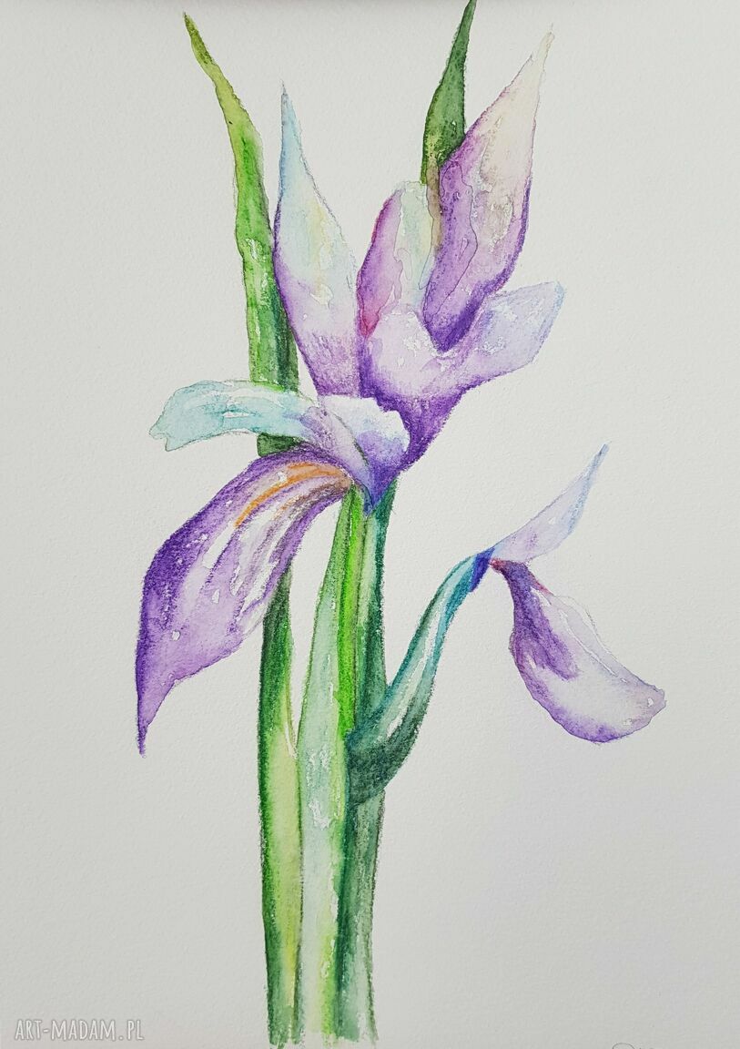 Oryginalna akwarela irysa w formacie A4
