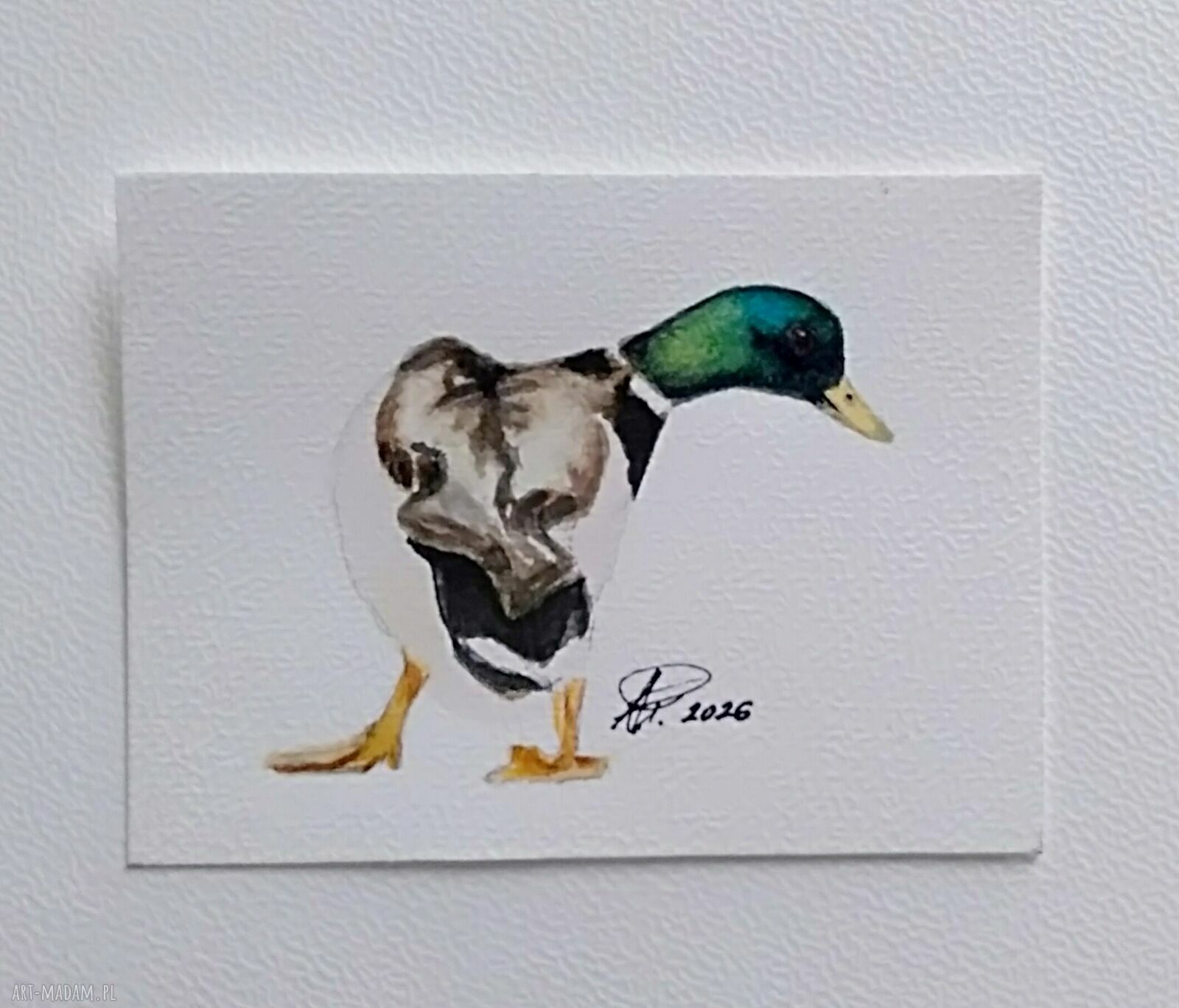 Kaczor 2. Miniatura akwarelowa