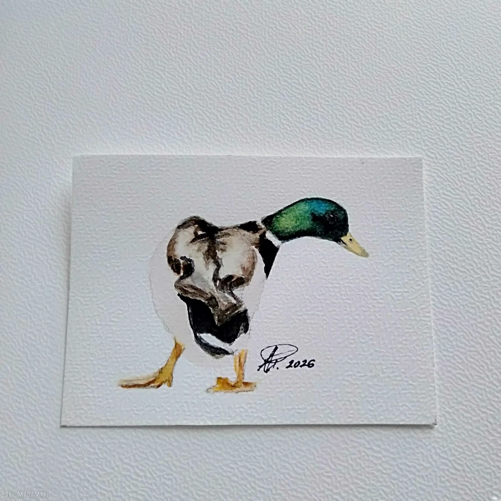 Kaczor 2. Miniatura akwarelowa